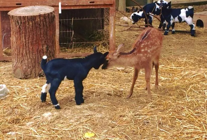 Image qui illustre: La Ferme Du Paradis