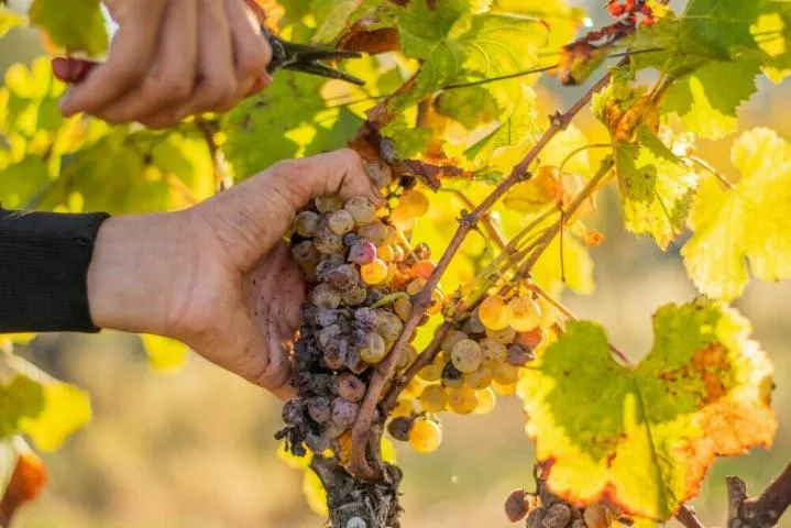 Image qui illustre: Repas des vendanges au Château d'Arche