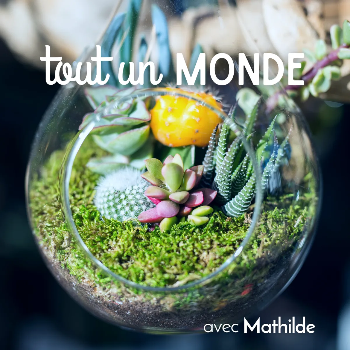 Image qui illustre: Composez votre petit terrarium à Marseille - 0