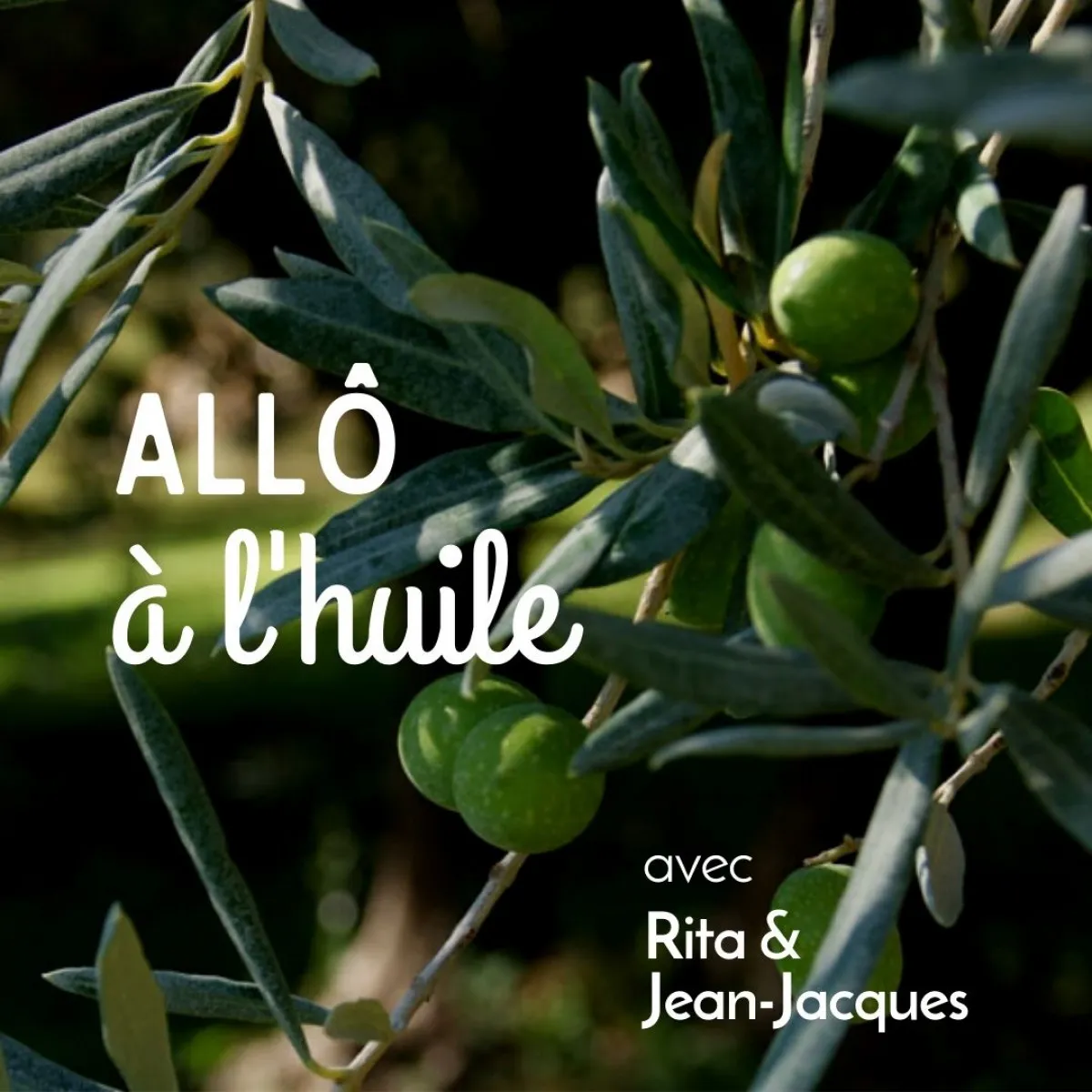 Image qui illustre: Visitez une oliveraie en culture biologique à Fontvieille - 0