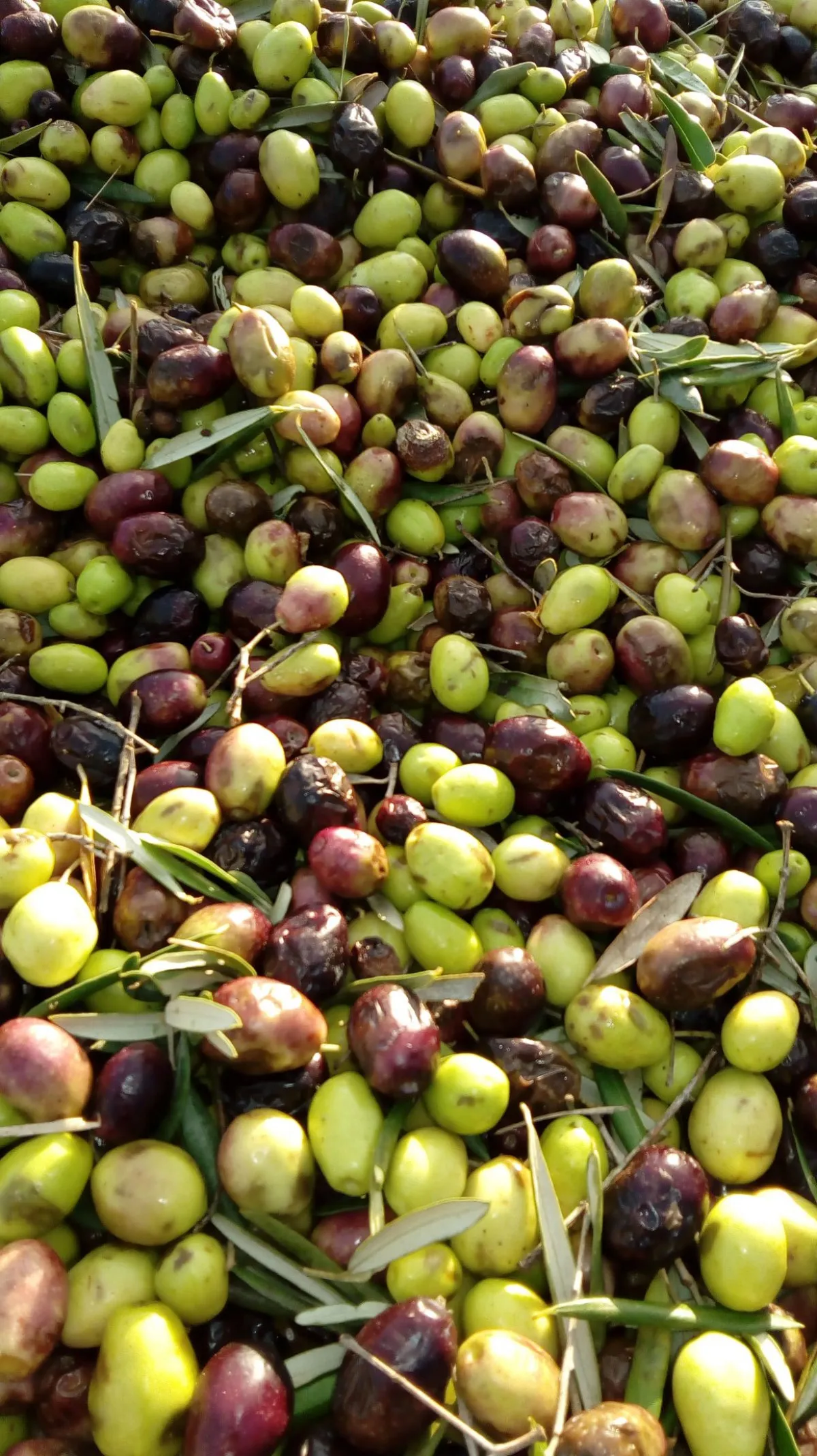 Image qui illustre: Visitez une oliveraie en culture biologique à Fontvieille - 1
