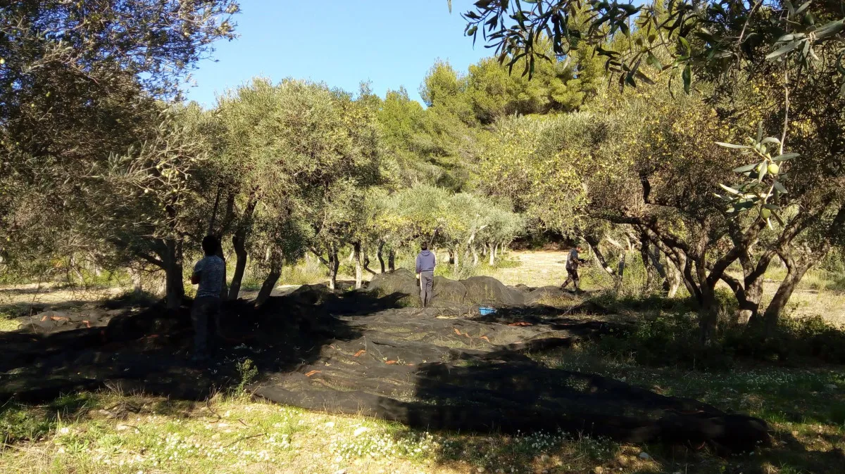 Image qui illustre: Visitez une oliveraie en culture biologique à Fontvieille - 2