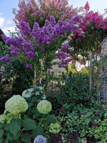 Image qui illustre: Jardin Du Vieux Colombier