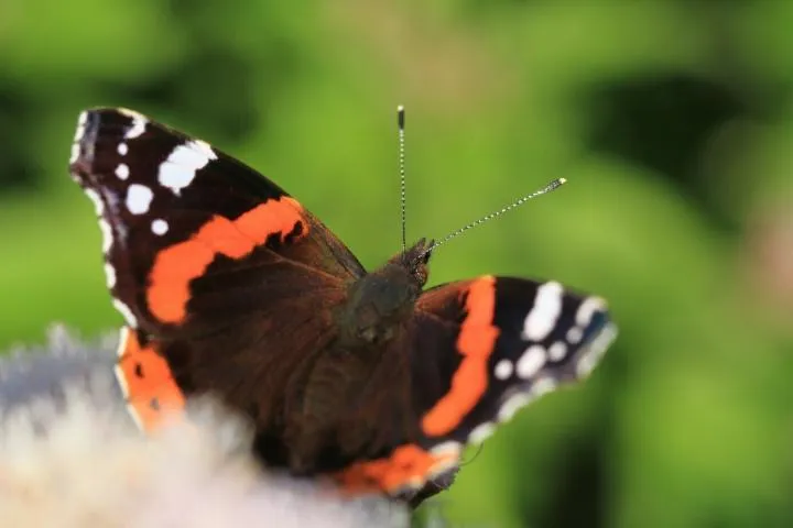 Image qui illustre: Animation Les papillons de nos jardins avec Eden62