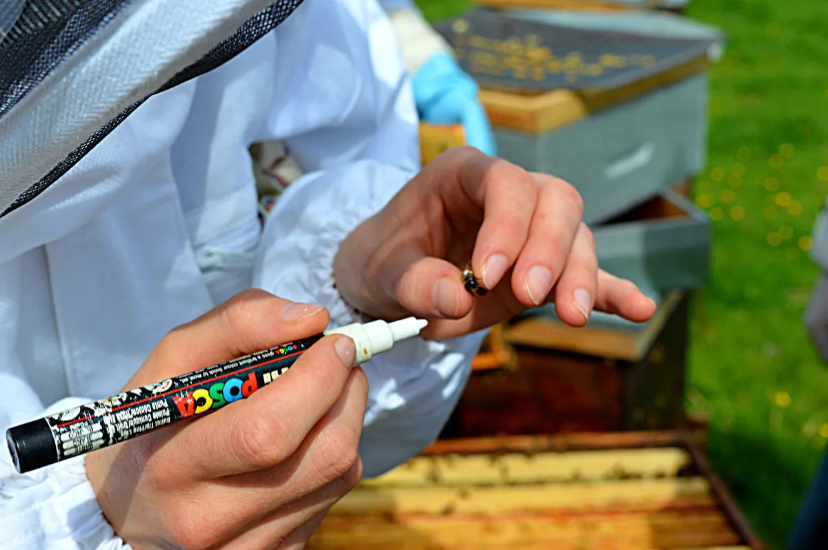 Image qui illustre: Découvrez l'apiculture à Laize-Clinchamps - 1
