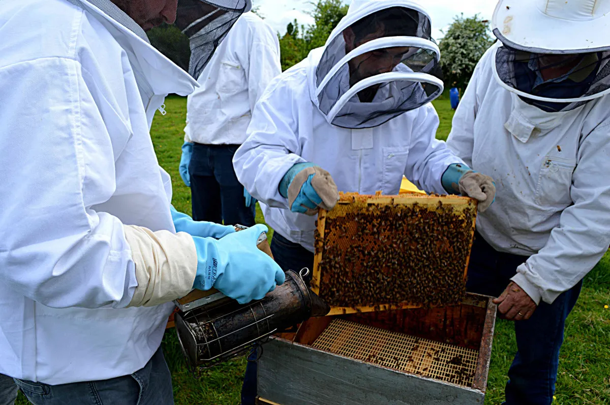 Image qui illustre: Découvrez l'apiculture à Laize-Clinchamps - 2