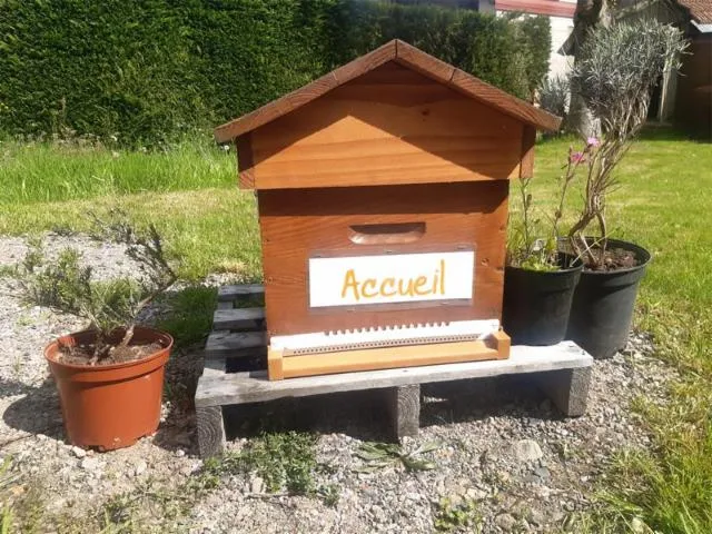 Image qui illustre: Découverte De L'apiculture Et Dégustation De Miel