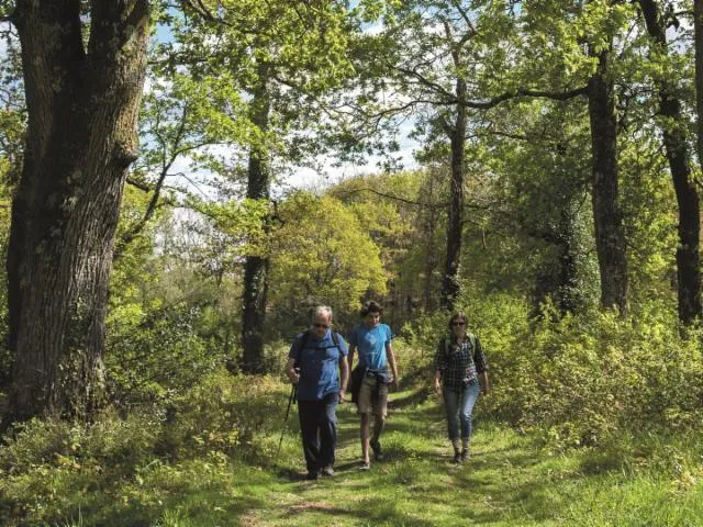 Image qui illustre: Serres-morlaàs : Forêt De Lahitau