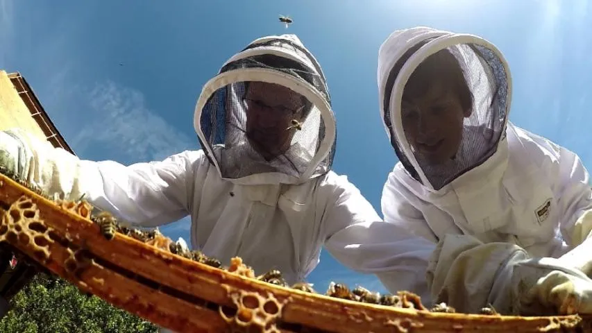 Image qui illustre: Stage Découverte De L'apiculture
