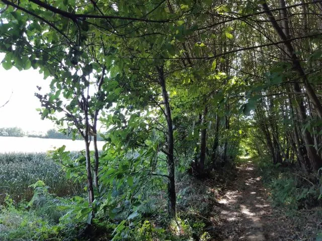 Image qui illustre: Les Bois De La Garde - Melle