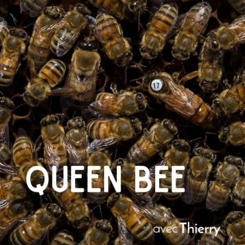 Image qui illustre: Découvrez l'apiculture
