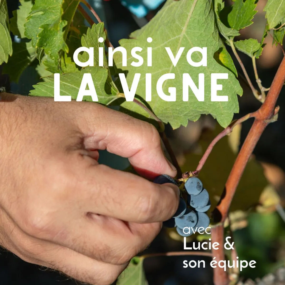 Image qui illustre: Visitez un domaine viticole et dégustez des vins à Margaux-Cantenac - 0