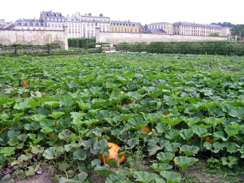 Image qui illustre: Potager Du Roi à Versailles - 0