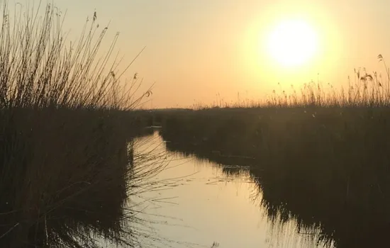 Image qui illustre: Sortie nature : Le marais au crépuscule à Sandouville - 0