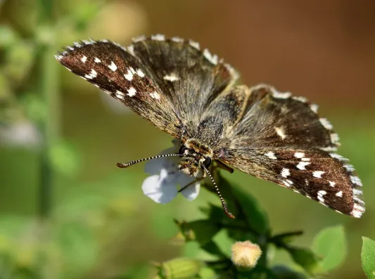 Image qui illustre: Inventaire Participatif Des Papillons à Vialas - 1