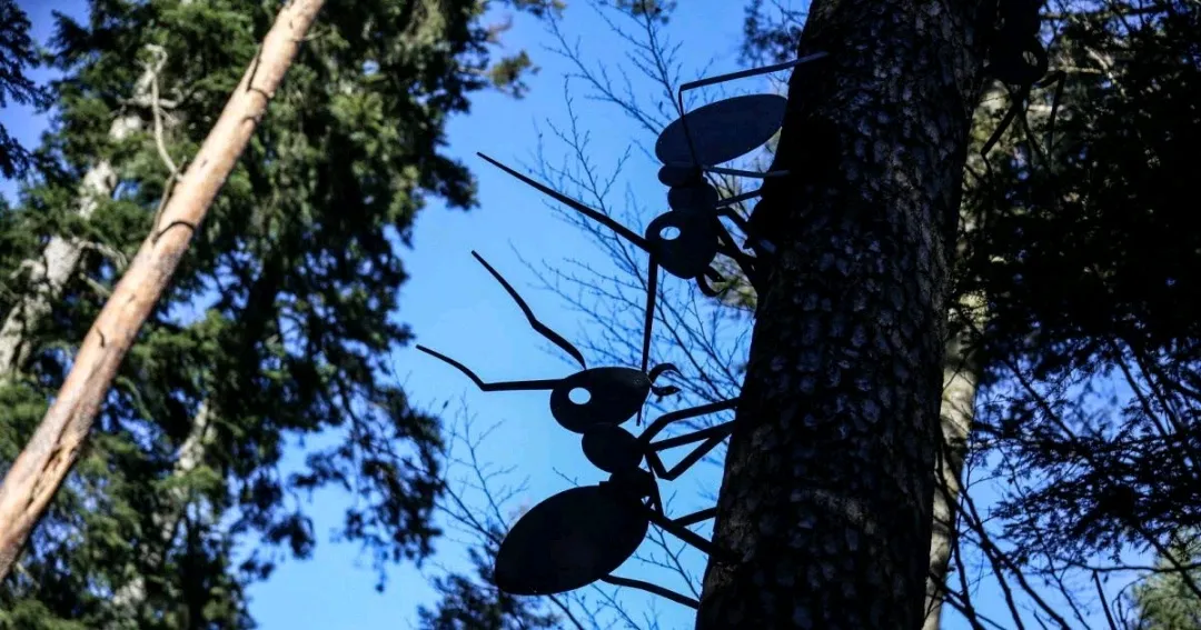 Image qui illustre: La Montagne Des Fourmis Geantes