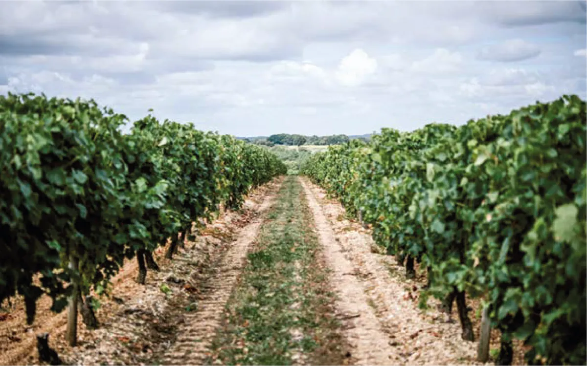 Image qui illustre: Visitez un vignoble et dégustez des cognacs à Saint-Saturnin - 1