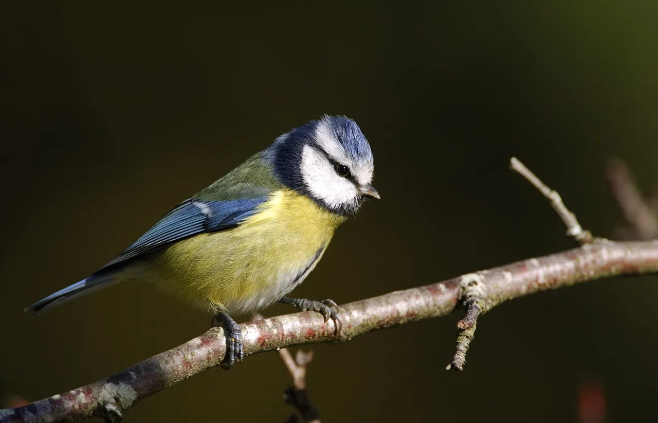 Image qui illustre: Formation aux oiseaux des jardins : découverte des oiseaux à la mangeoire - 1/2 journée  à Le Teich - 0