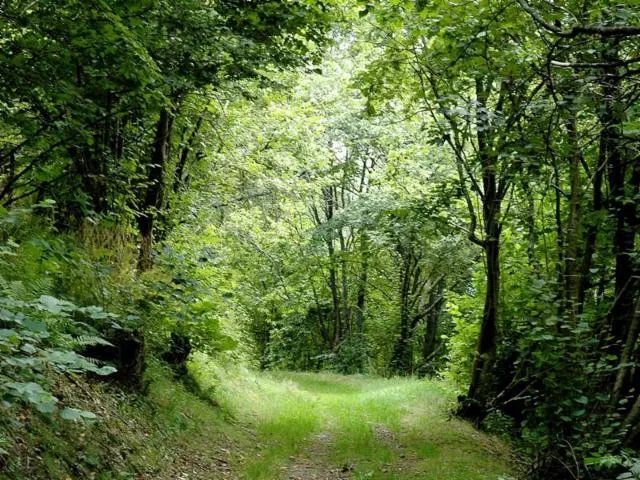 Image qui illustre: Circuit Rando C09 : Le Sentier Panoramique