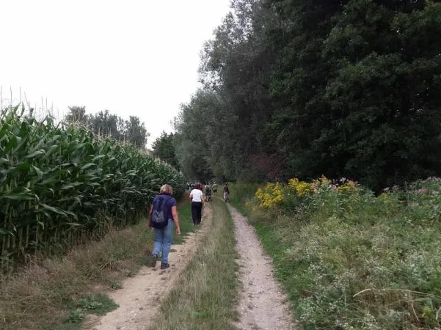 Image qui illustre: Sentier pédestre : Circuit du Fronberg