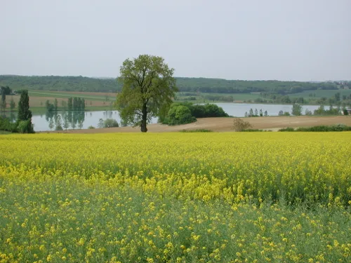Image qui illustre: Saint-vincent-de-lamontjoie, Balade Vers Le Lac De Lambronne à Saint-Vincent-de-Lamontjoie - 0