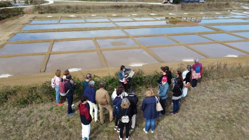 Image qui illustre: Visite commentée du marais salant