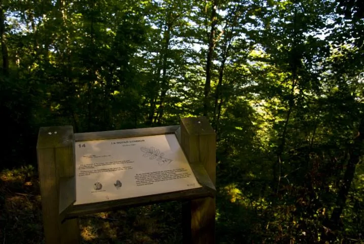 Image qui illustre: Le sentier découverte du bois du Calvaire
