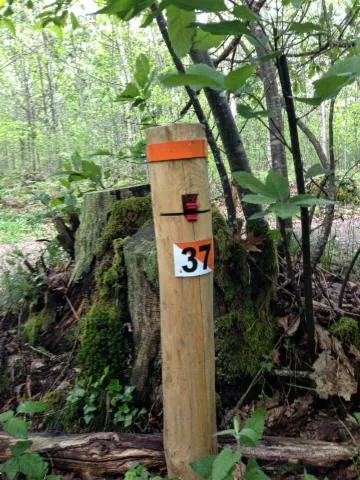 Image qui illustre: Parcours D'orientation Permanent En Forêt Des Loges