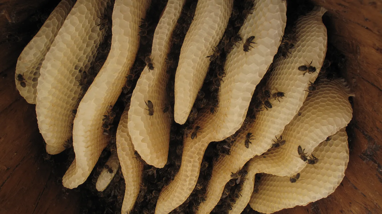 Image qui illustre: Fête De L'abeille Noire Et De La Part Sauvage à Pont de Montvert - Sud Mont Lozère - 0