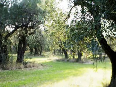 Image qui illustre: Alpilles : Mouriès - Aureille : Au coeur d'une oliveraie à Mouriès - 0