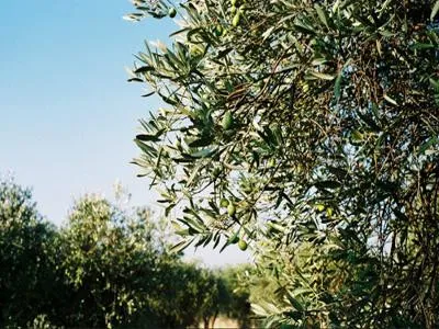 Image qui illustre: Alpilles : Mouriès - Aureille : Au coeur d'une oliveraie à Mouriès - 2
