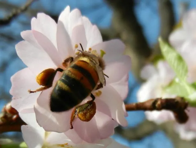 Image qui illustre: Du pollen plein les pattes... Insectes pollinisateurs du jardin Villemin