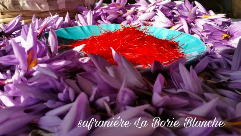 Image qui illustre: Safranière La Borie Blanche