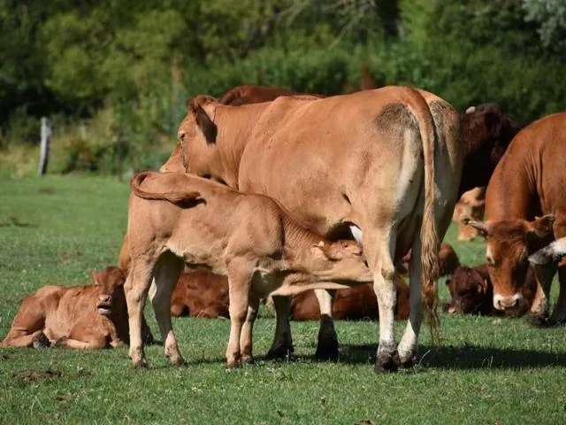 Image qui illustre: La Nouvelle Prairie