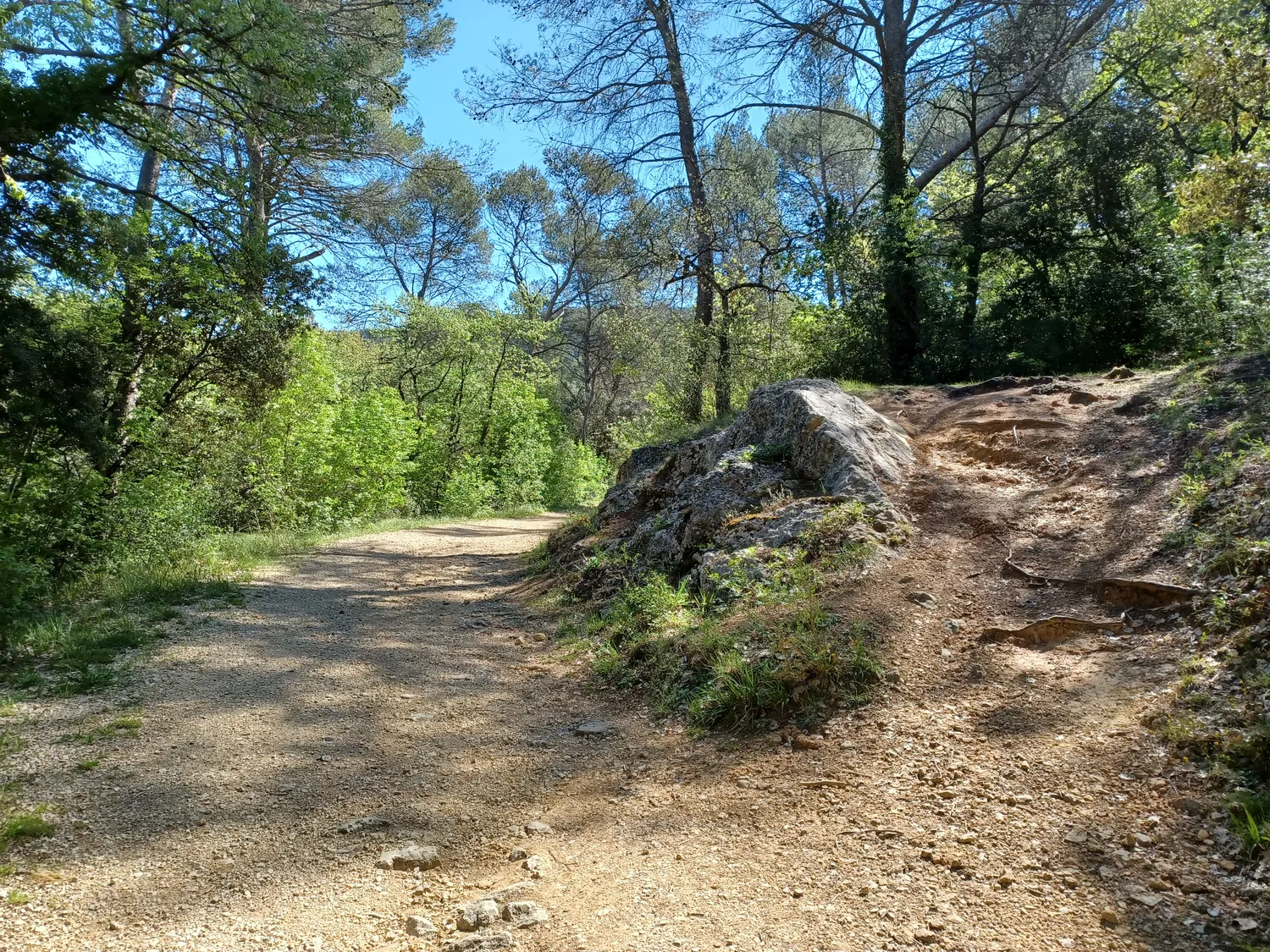 Image qui illustre: La Forêt Du Défens à Saint-Zacharie - 0
