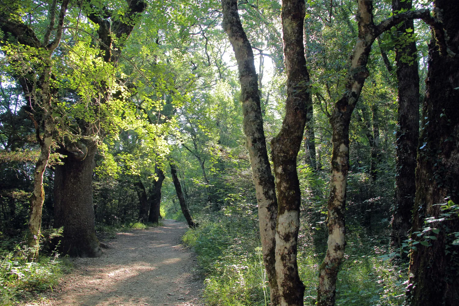Image qui illustre: La Forêt Du Défens à Saint-Zacharie - 1