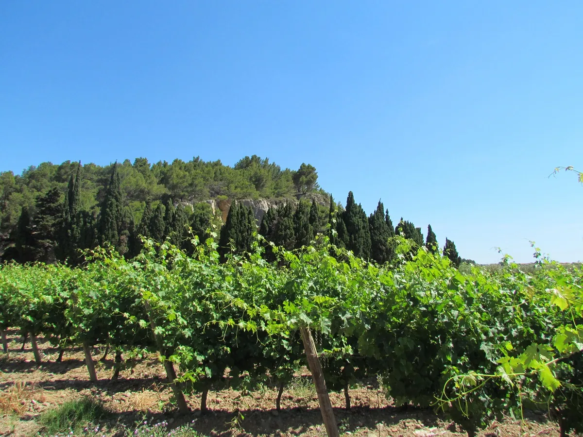 Image qui illustre: Balades Vigneronnes - Château Rouquette à Narbonne - 0