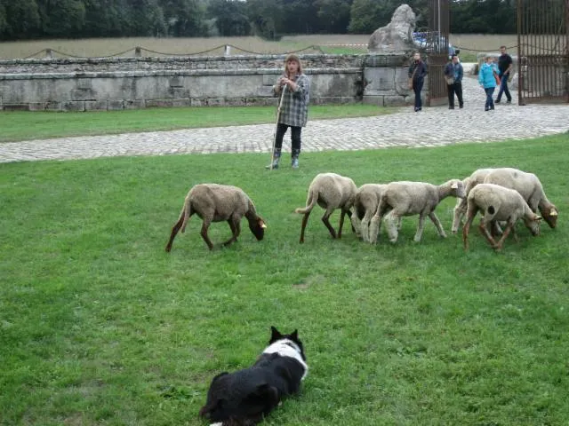 Image qui illustre: Démonstration de chiens de berger