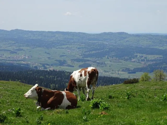 Image qui illustre: Office De Tourisme Du Pays Du Haut-doubs