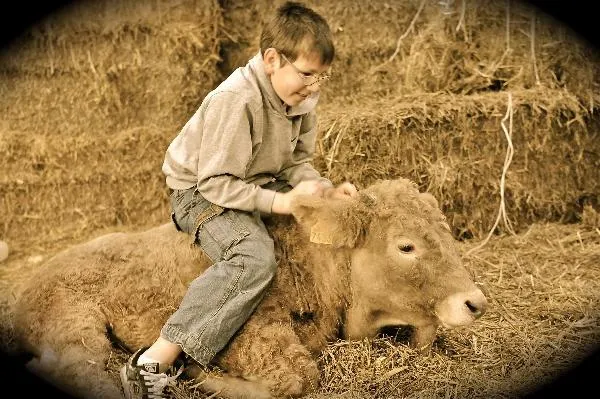 Image qui illustre: Ferme découverte des Capellous