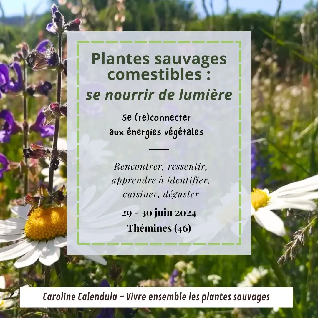 Image qui illustre: Stage Week-end « plantes Sauvages Comestibles : Se Nourrir De Lumière » À Thémines à Thémines - 0