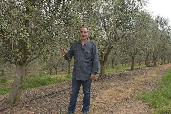 Image qui illustre: A Merula - Huile d'olive AOP