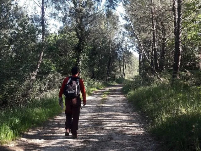 Image qui illustre: Promenade du Bost