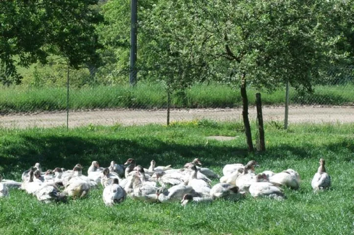 Image qui illustre: La Ferme De Mathilde