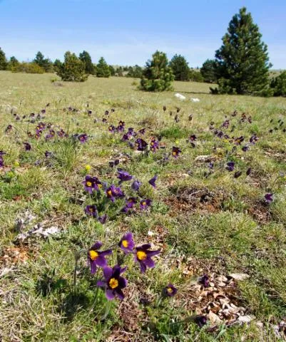 Image qui illustre: Causse De Sauveterre