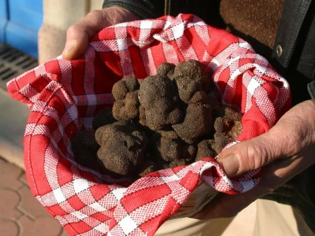 Image qui illustre: Les Ampélofolies Du Cabardès - Truffe Et Vin