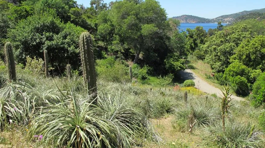 Image qui illustre: Domaine Du Rayol, Le Jardin Des Méditerranées