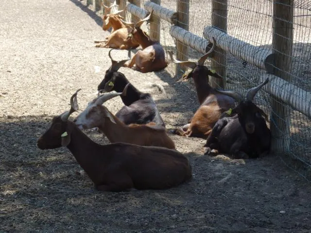 Image qui illustre: Ferme Pédagogique Du Parc De Figuerolles