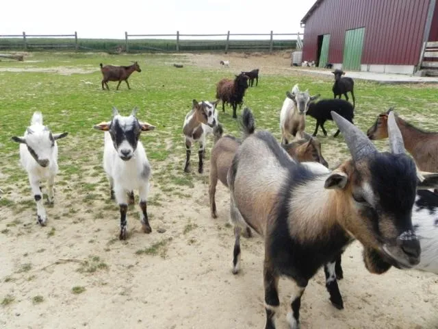 Image qui illustre: La  Ferme des Falaises