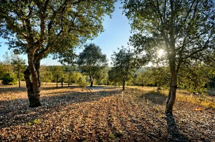 Image qui illustre: Autour de la truffe à Mareuil